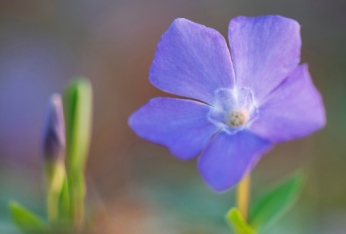 Flore
