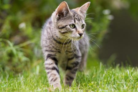 Chat-domestique-au-jardin